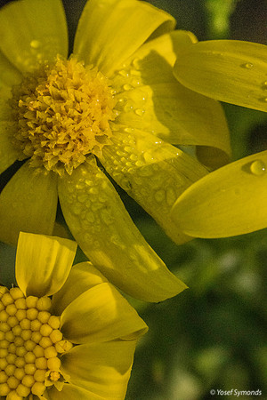 Groundsel 200216-9