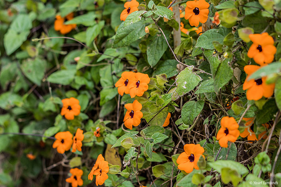 Cluster of Black-Eyed Susans 200310-1