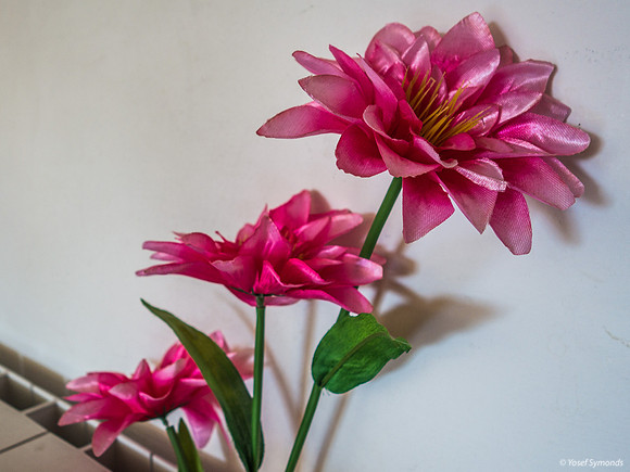 Flowers Shooting Up from Radiator 200303-2