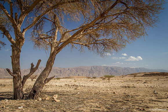 Acacia Tree in Negev 150930-5