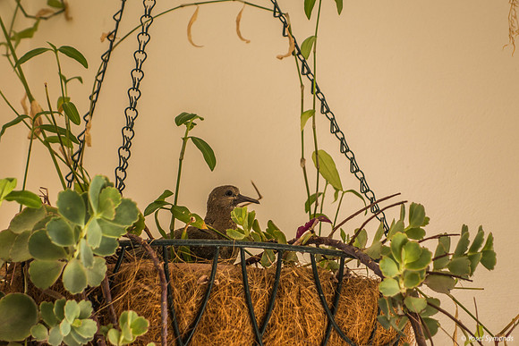 Pigeon Intruder In Our Flower Pot 220602-2