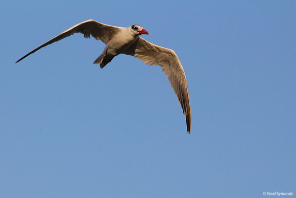 Lesser-crested Tern at Eilat 9