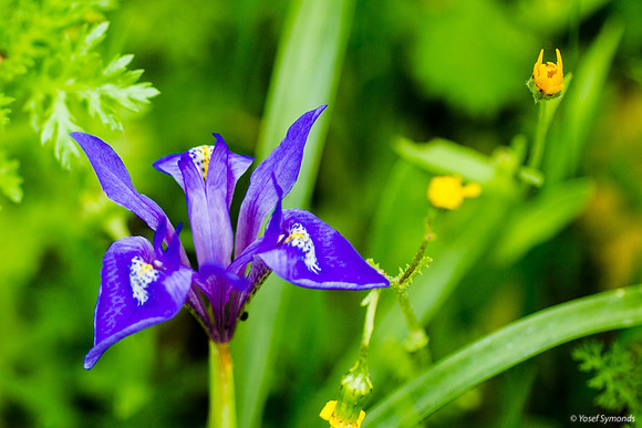 Iris Versicolor 180208