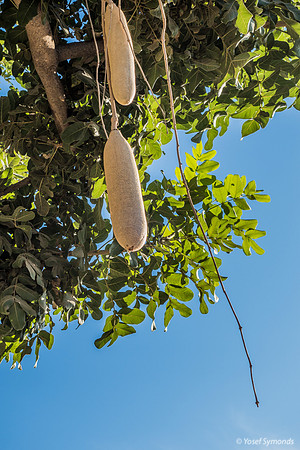 Sausage Tree at Rounbabout 201013-1