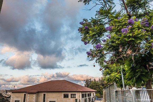 Jacaranda Tree with Beit Knesset Ohr Shalom in Background 201006-1