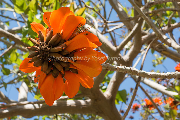 Coral Tree 180316-5