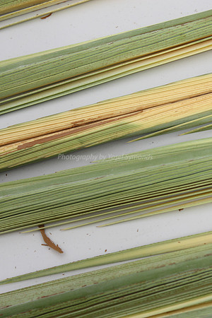 Section of Palm Branches - Lulav