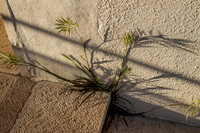 Plant Growing through Crack at Shilo Synagogue