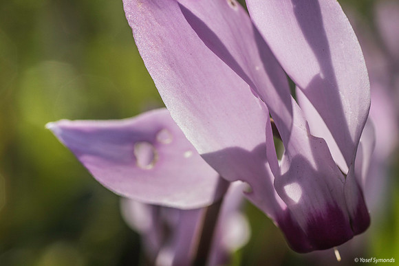 Pink Cyclamen 200216-4