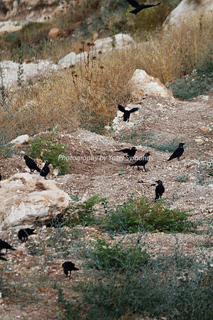 Mem 3 2014 Q3 Flock of Birds  8059