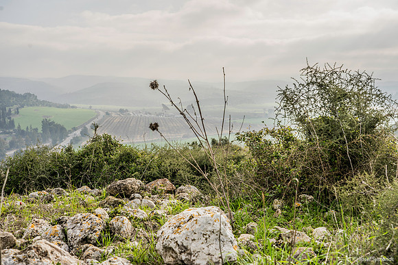 Bare Stalk Overlooking Haela Valley 200216-8
