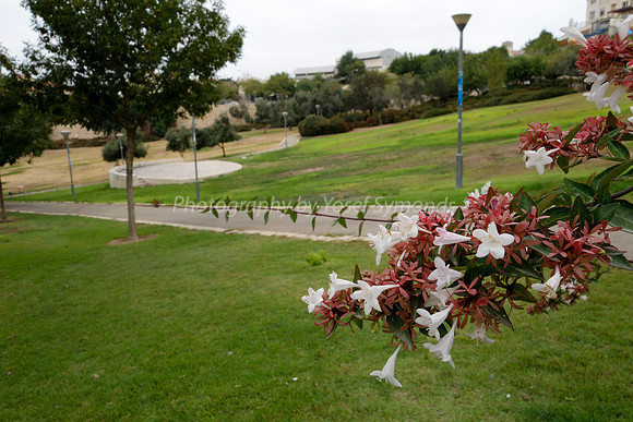 Flowering Bush in Park Ayalon 1