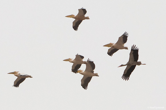Pelicans and White Storks Heading Back for Spring 210323-2