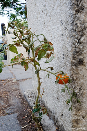 Cracks Can Produce Food 2