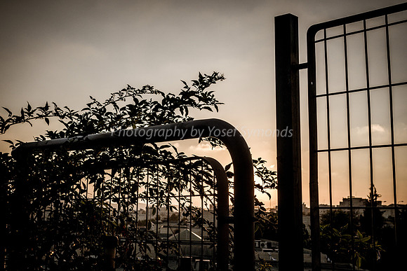 Fence Before Sunset 3