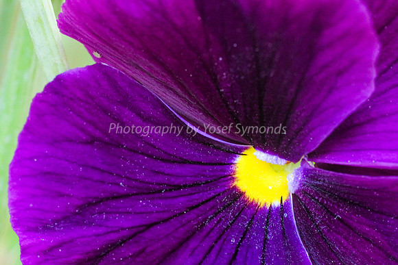Pansy 170416-4