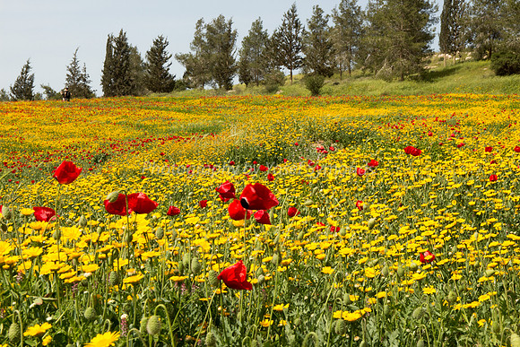 Poppies on the Slope 180323-3