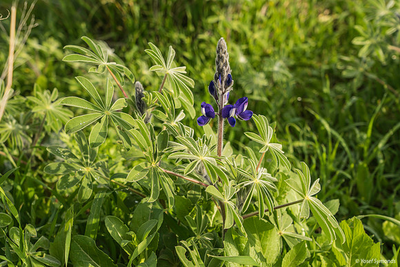 First Lupin of Season 200216-1