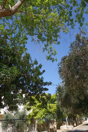 Park Ayalon Trees 2