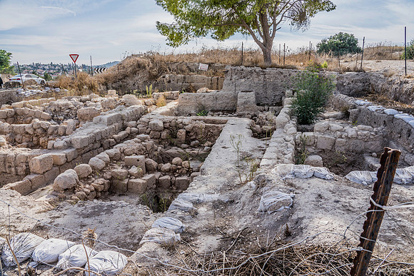 Jerusalem Pine above Excavations 191121-2