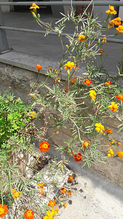 Flowers on Steps