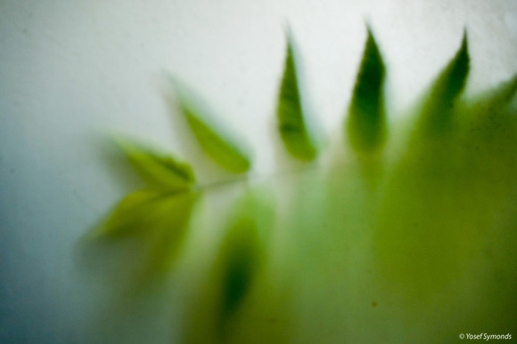 Green Leaves Against Window 170712-4