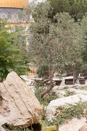 Temple Mount 140605 June 2014