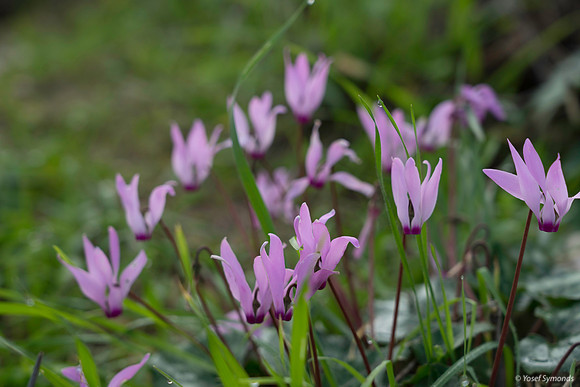 Pink Cyclamen 200216-9