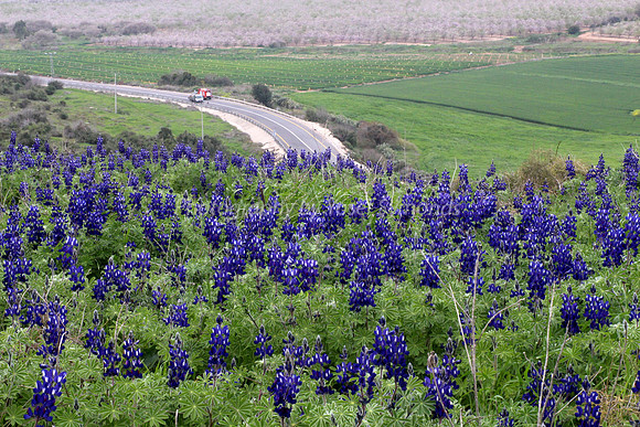 Hilltop Lupins with Highway #375 in Background 3