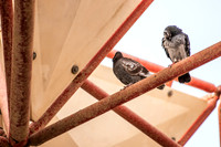 Birds on Amphitheater 190804-1