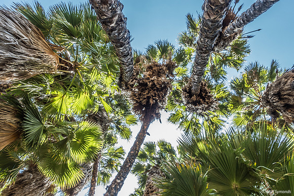 Washington Palm Grove 240516-1