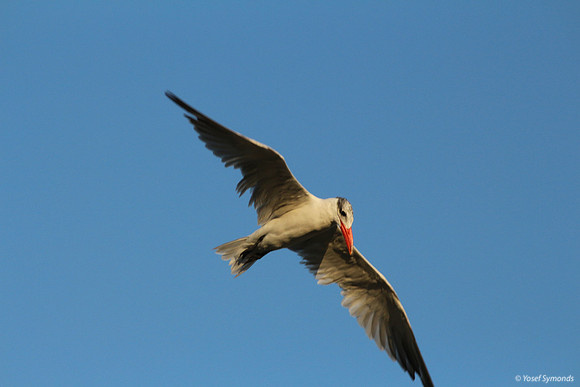 Lesser-crested Tern at Eilat 10