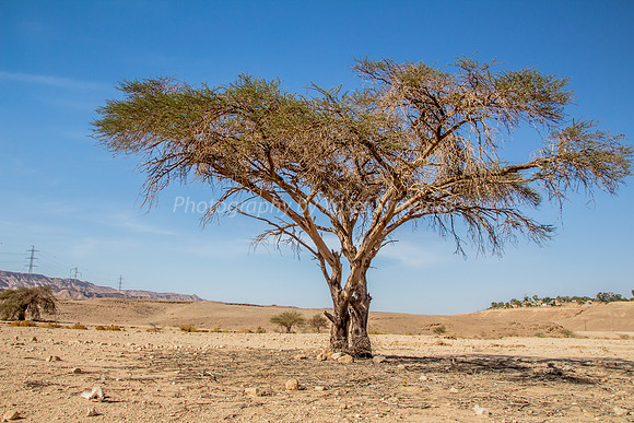 Acacia Tree in Negev 150930-13