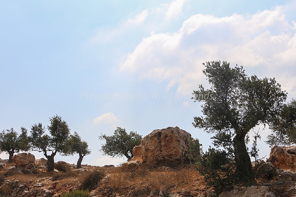 Olive Trees Overlooking Derech Hevron 4