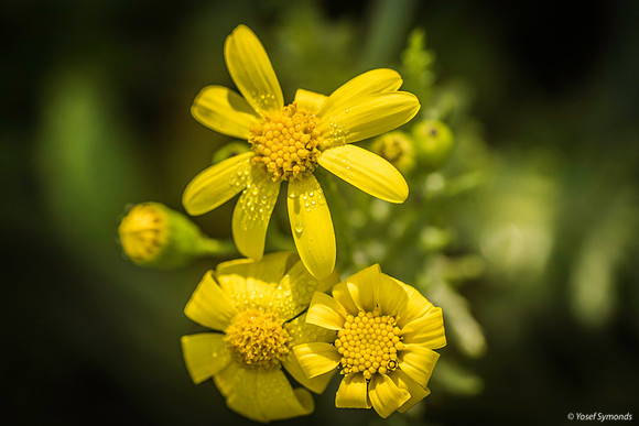 Groundsel 200216-1