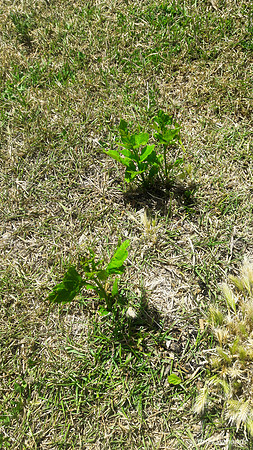 Plants in Grass 2