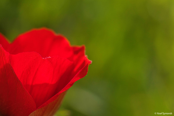 Anemone Petals 200216-8