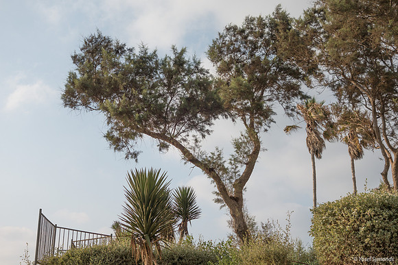 Shaked Tayelet Vegetation 190804-1