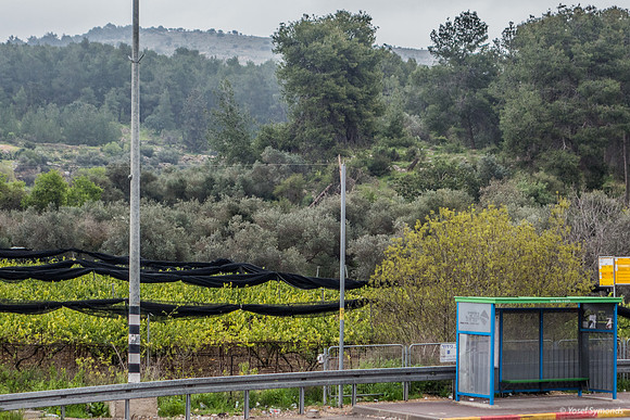 Orchard with Bus Stop and Beit Shemesh Hills in Background 200306-3