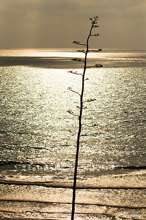 Seascape from Shaked Tayelet 190804-9