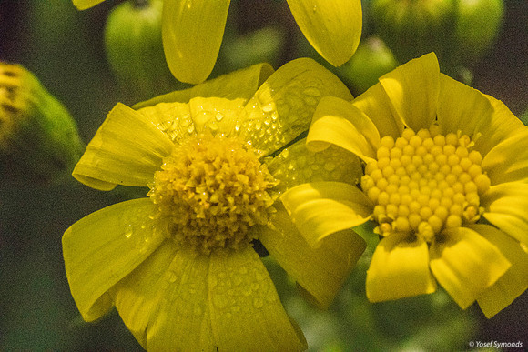 Groundsel 200216-6