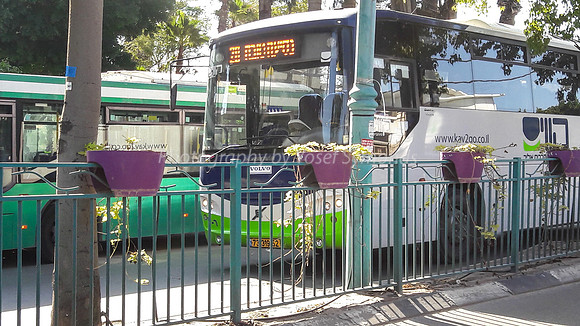 Purple Planters 2