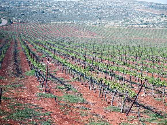 Vineyards of the Shilo Region 1