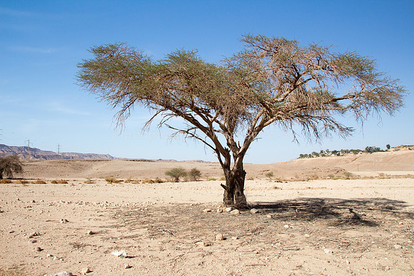 Acacia Tree in Negev 150930-12