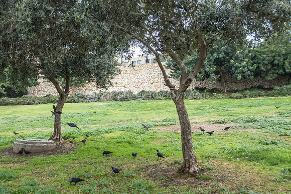 Birds at Home in Park Ayalon 181230-2
