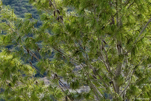 Elah Tree 191121-4