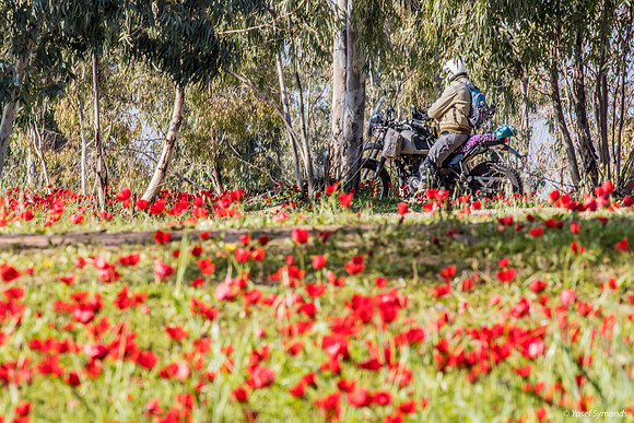 Motorcyclist Camouflaged in Poppy Fields 220216-2