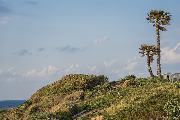 Palms on Sea Cliffs 220325-1