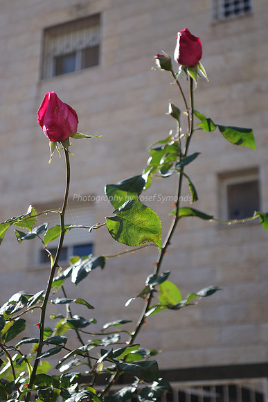 DSC00324