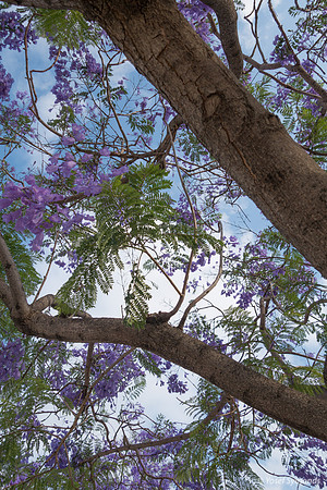 Maor Jacarandas 200528-2